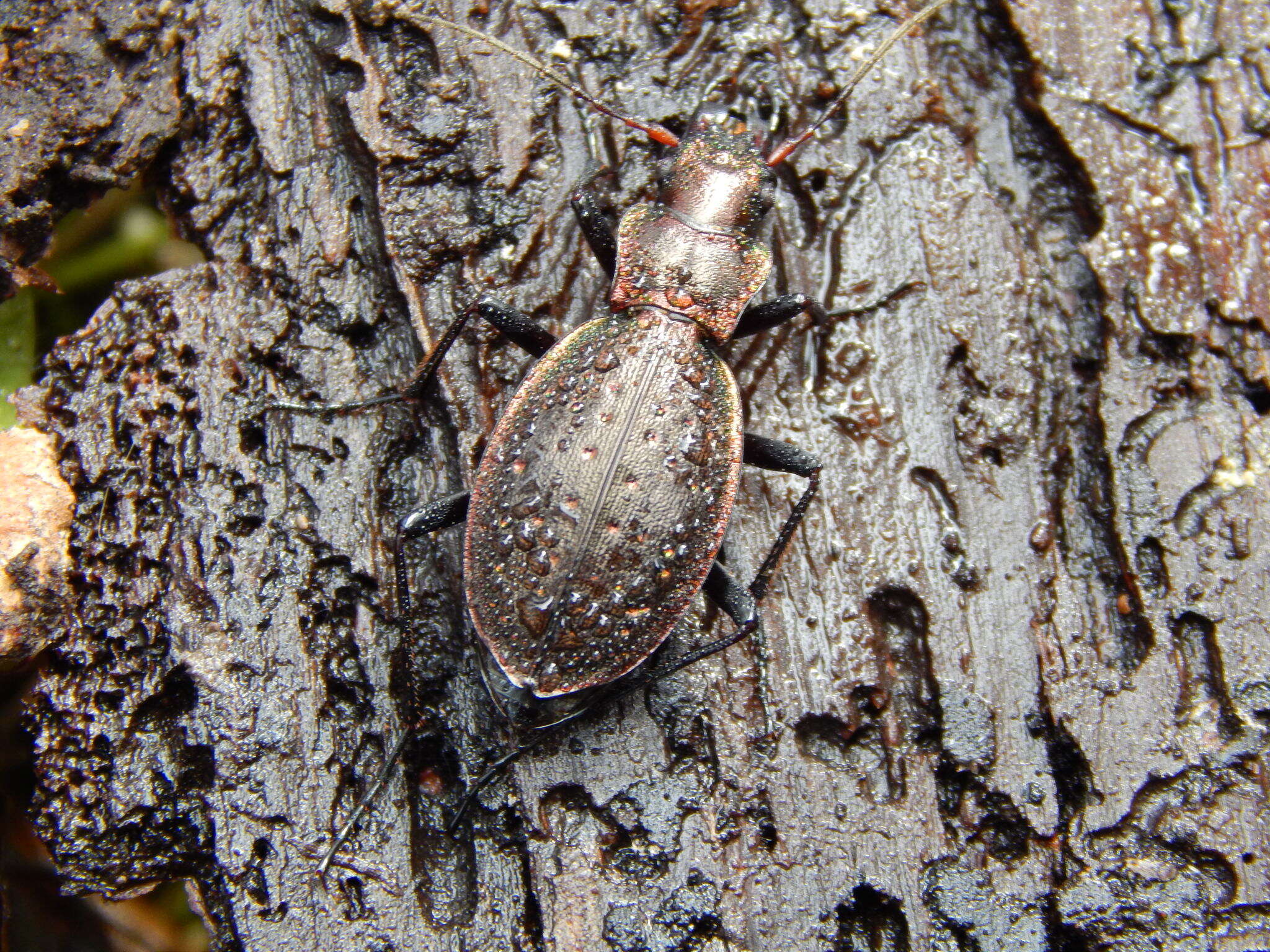 Image of Carabus (Platycarabus) irregularis Fabricius 1792