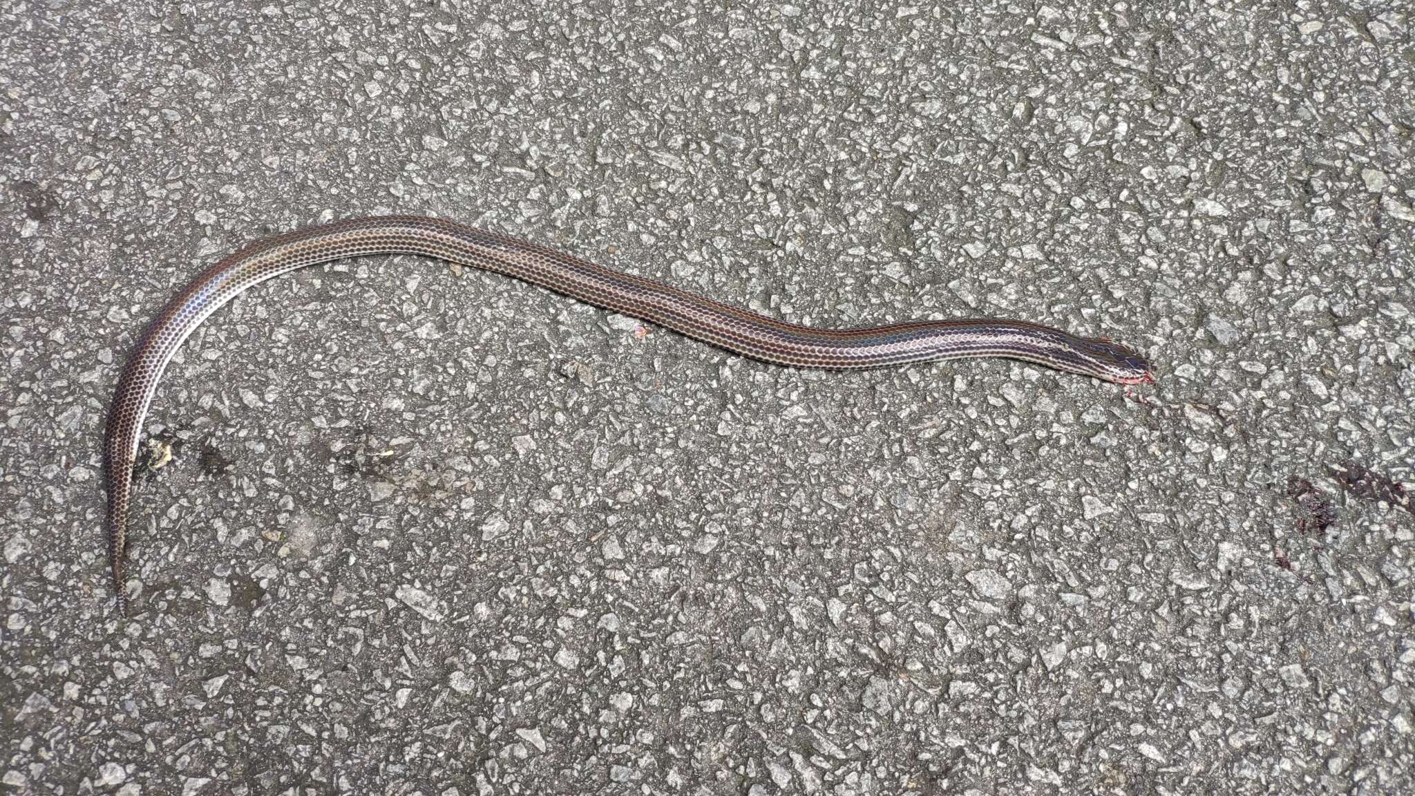 Image of sunbeam snakes