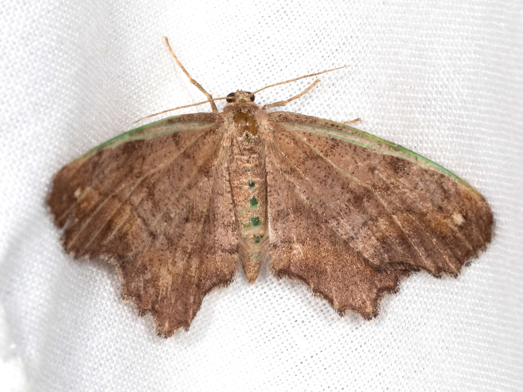 Image of Esther Moth