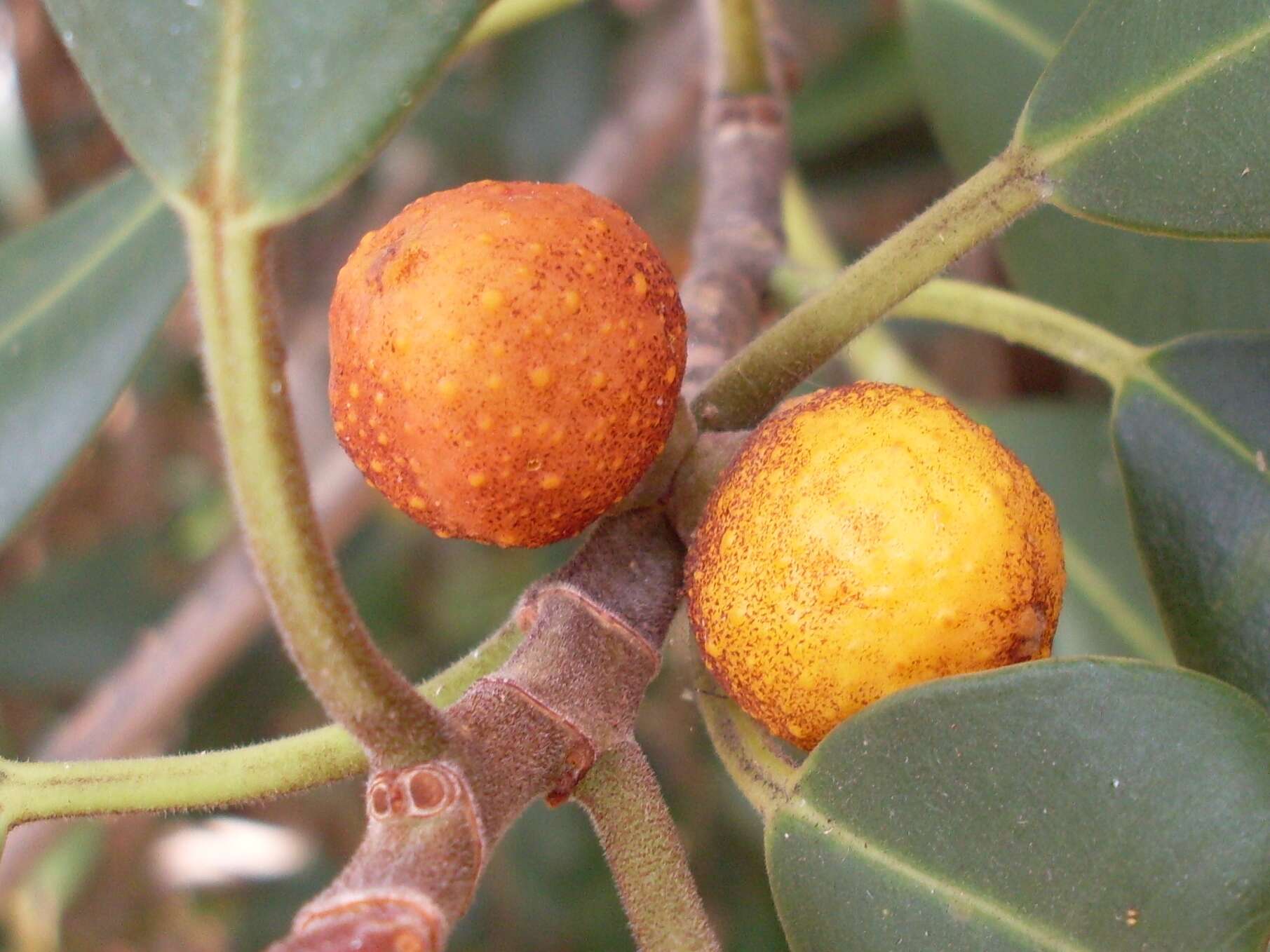 Image of Port Jackson fig