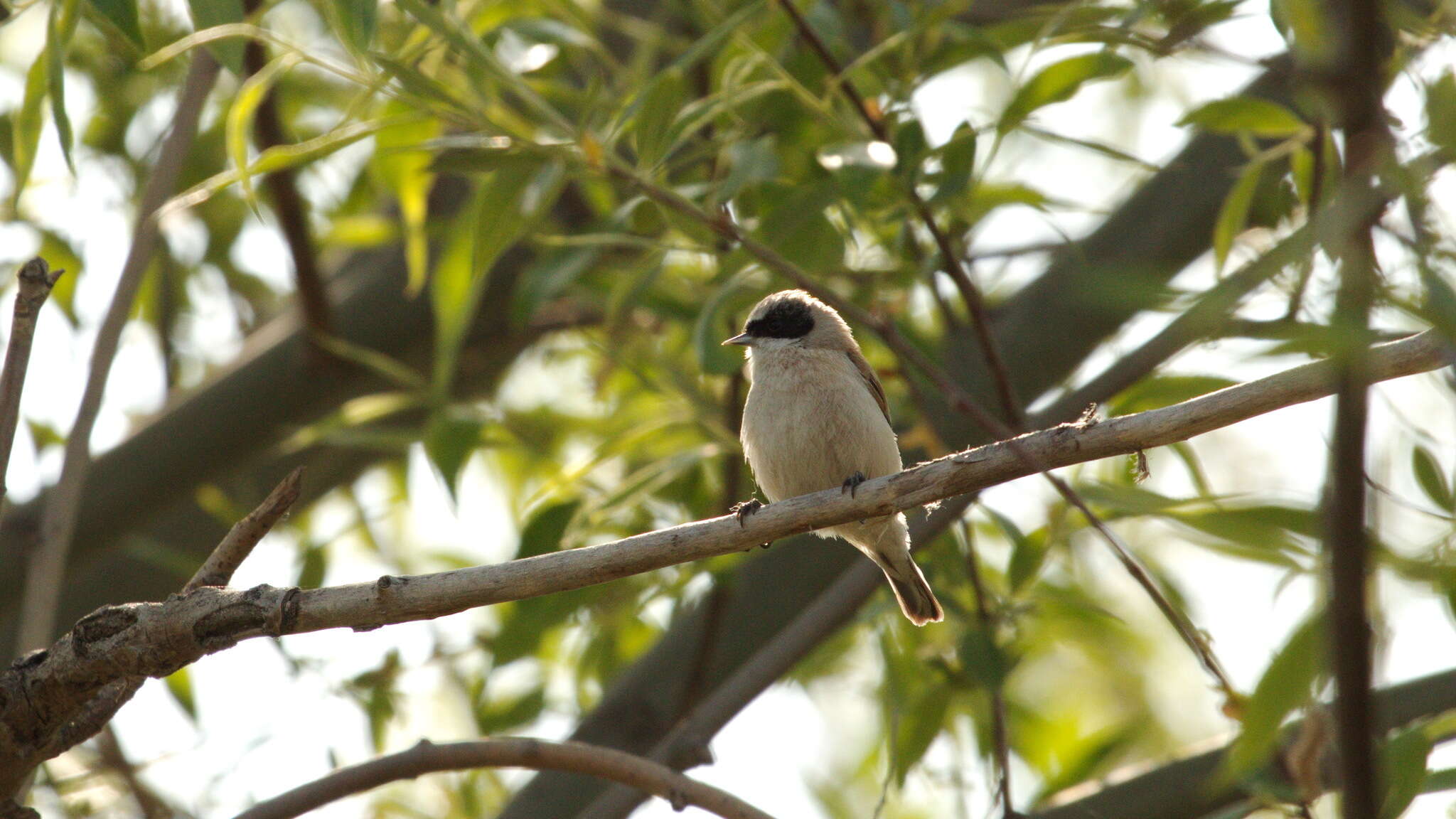 Image of White-Crowned Penduline Tit