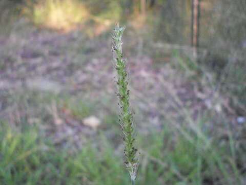 Image de Setaria parviflora (Poir.) Kerguélen