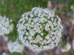 Imagem de Platysace lanceolata (Labill.) Druce