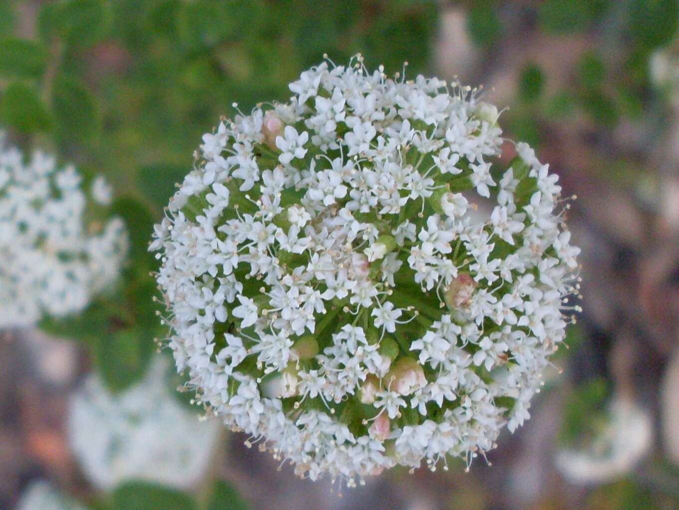 Imagem de Platysace lanceolata (Labill.) Druce