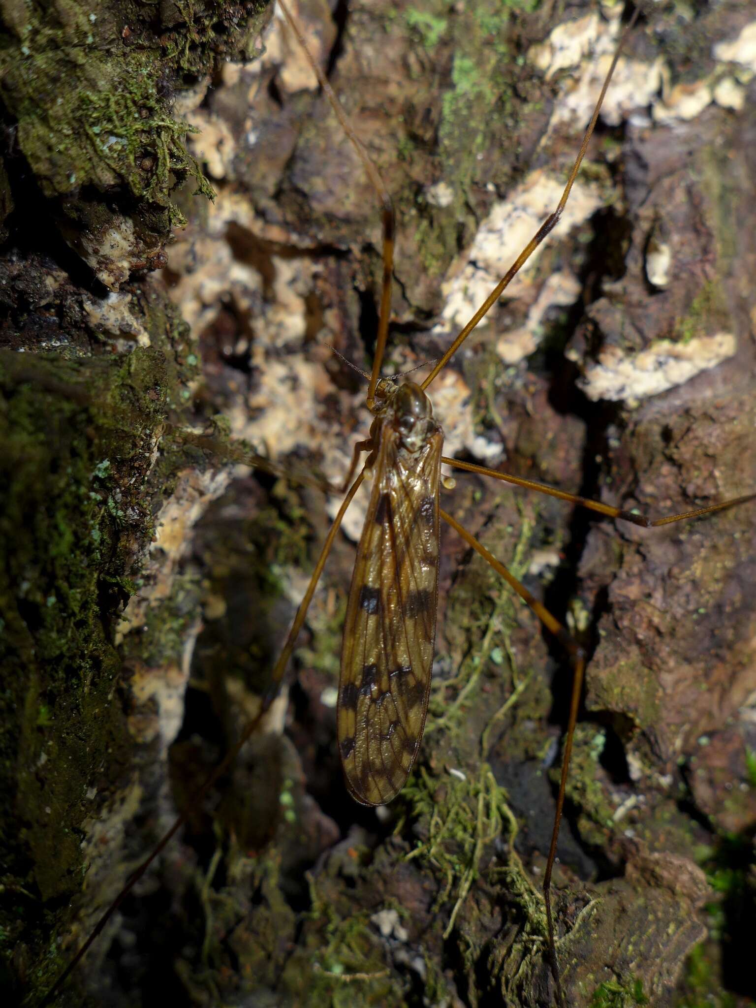 Image of Metalimnobia (Metalimnobia) quadrimaculata (Linnaeus 1760)