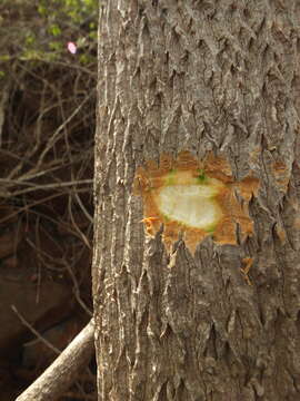 Image of Moringa concanensis Nimmo