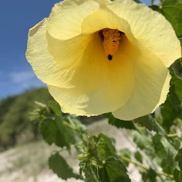 Image of Dongola hibiscus