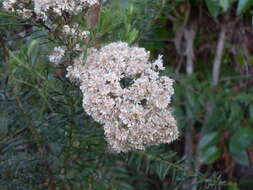 Image of Ozothamnus diosmifolius (Vent.) DC.