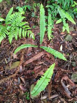 Image of <i>Nephrolepis <i>cordifolia</i></i> var. cordifolia