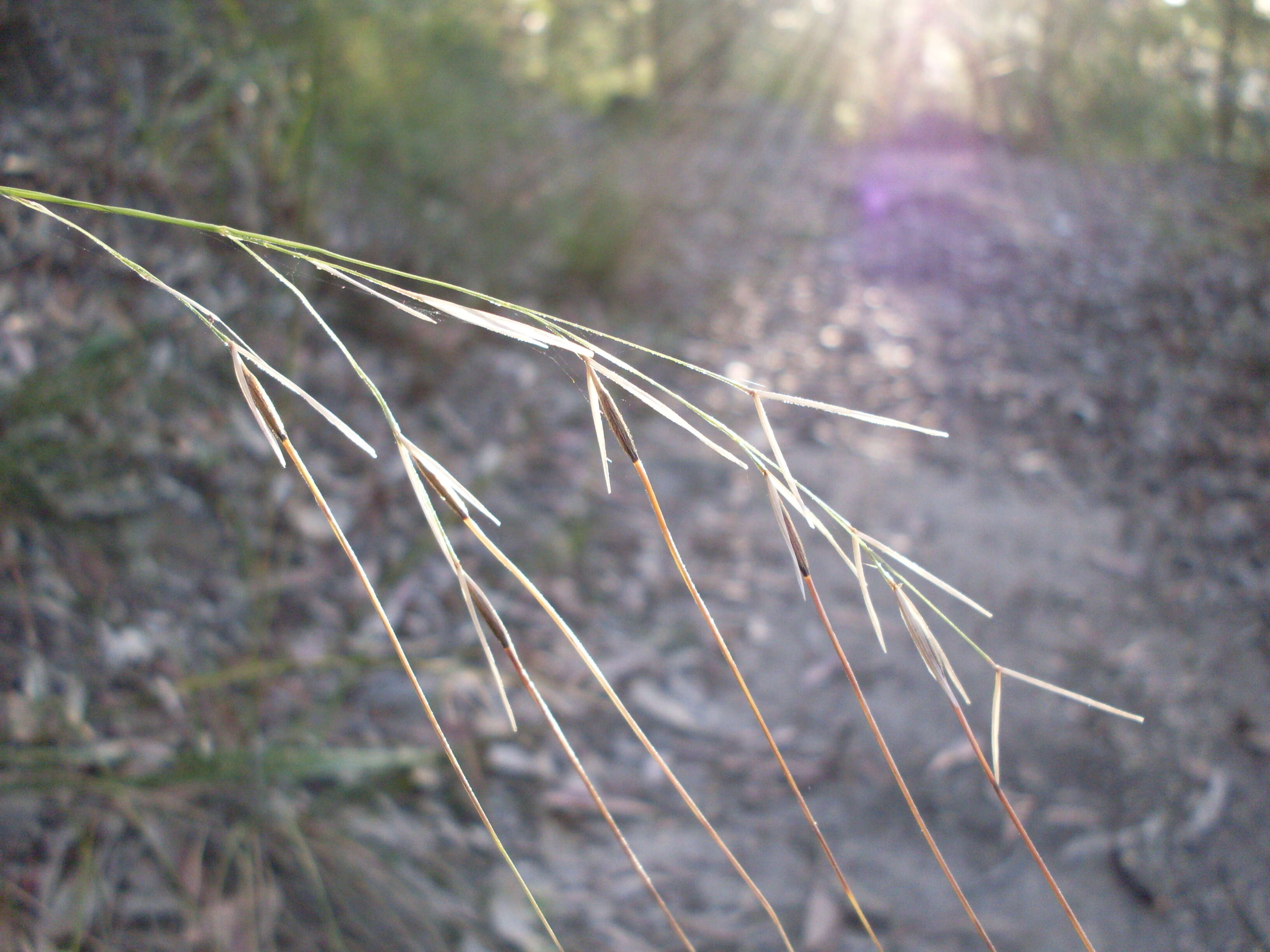 Image of Austrostipa pubescens (R. Br.) S. W. L. Jacobs & J. Everett