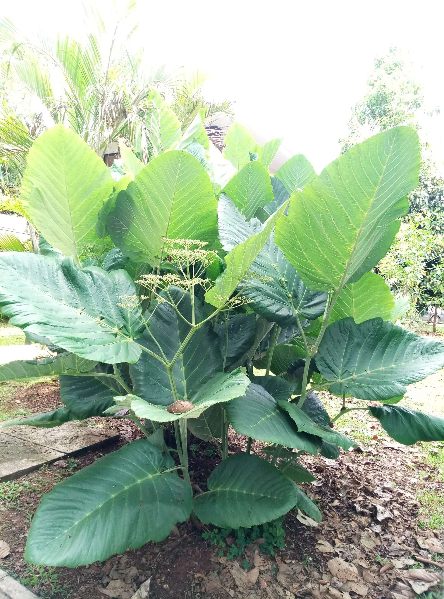 Leea macrophylla Roxb. ex Hornem. resmi