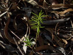 Image of Cwebe asparagus fern