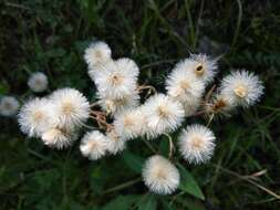 Plancia ëd Erigeron acris subsp. podolicus (Bess.) Nym.