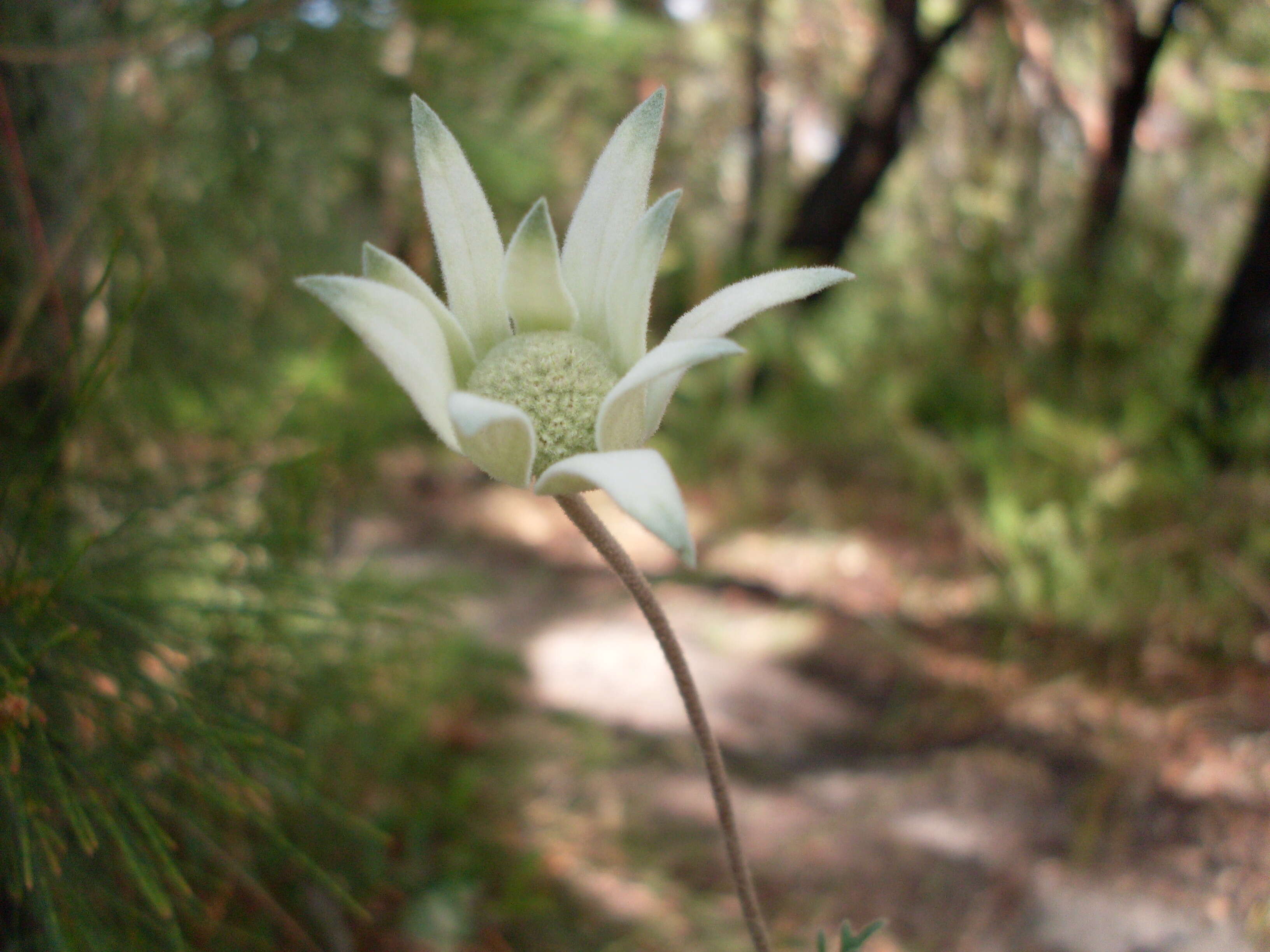 Imagem de Actinotus helianthi Labill.