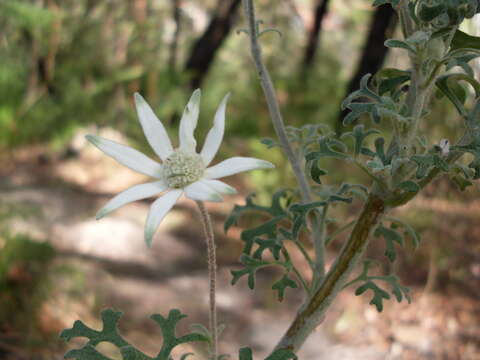 Image of Actinotus helianthi Labill.