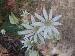 Image de Actinotus helianthi Labill.