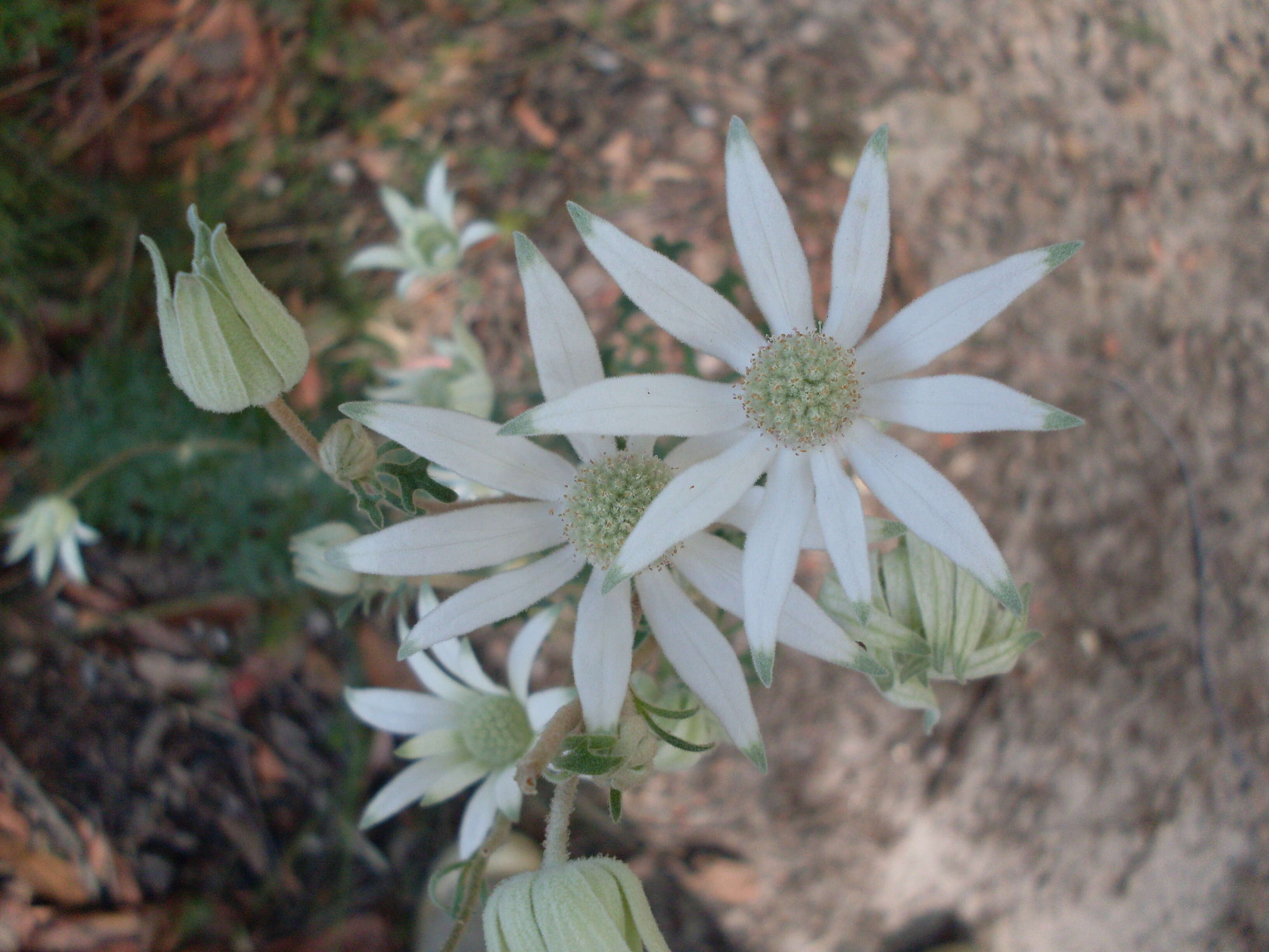 Imagem de Actinotus helianthi Labill.