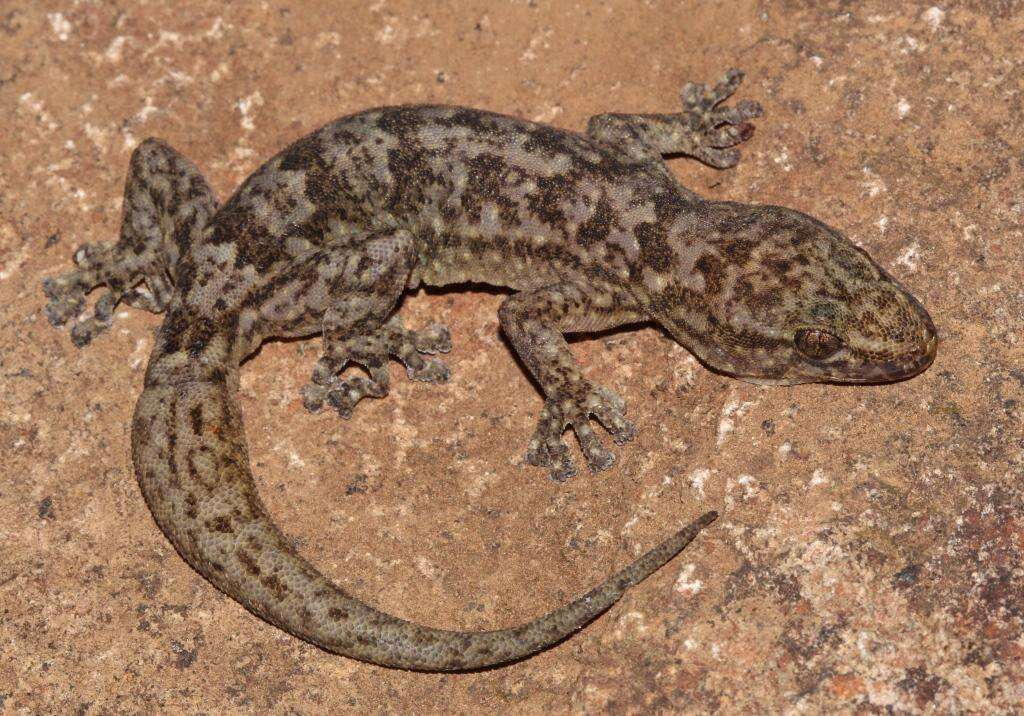 Image of Amatola Rock Gecko