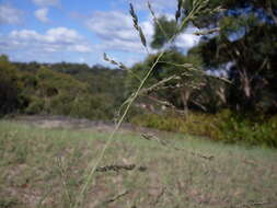 Image of weeping lovegrass