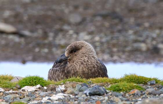 Image of Brown Skua