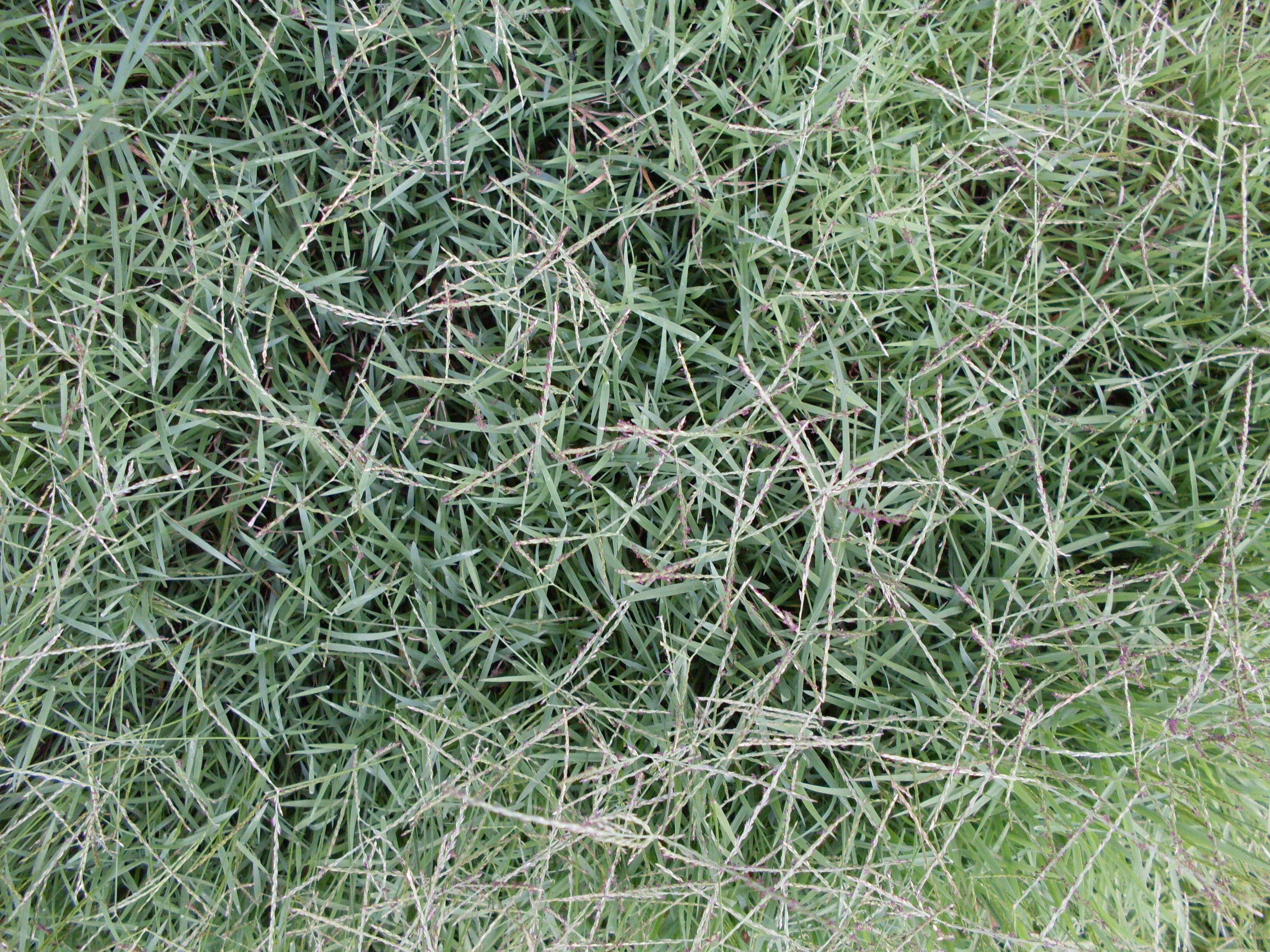 Image of crabgrass