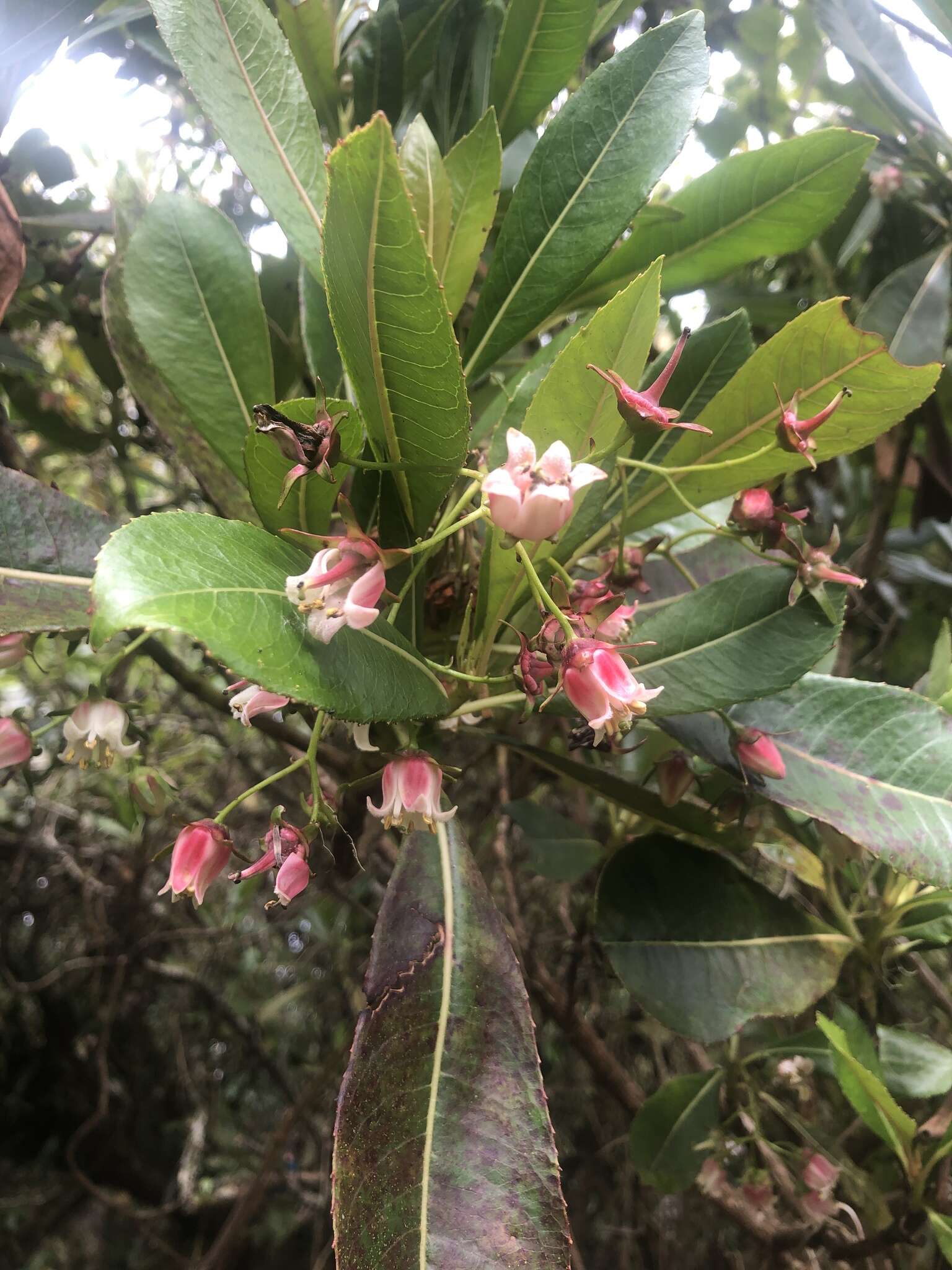 Image of Forgesia racemosa J. F. Gmel.