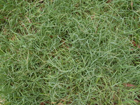 Image of crabgrass