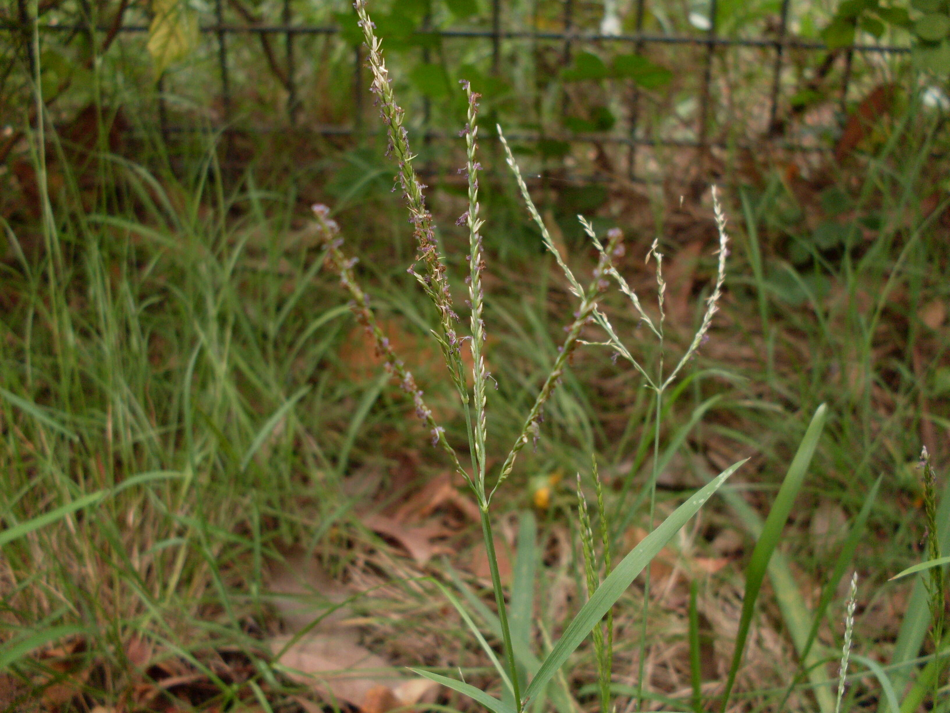 Image of crabgrass