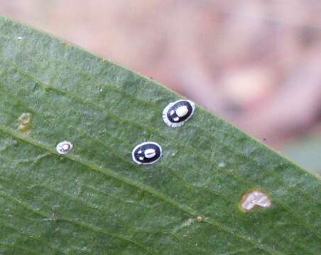 Imagem de Acacia longifolia (Andrews) Willd.