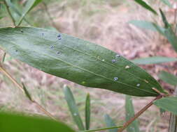 Imagem de Acacia longifolia (Andrews) Willd.