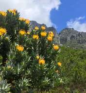 Image of Leucospermum conocarpodendron subsp. conocarpodendron