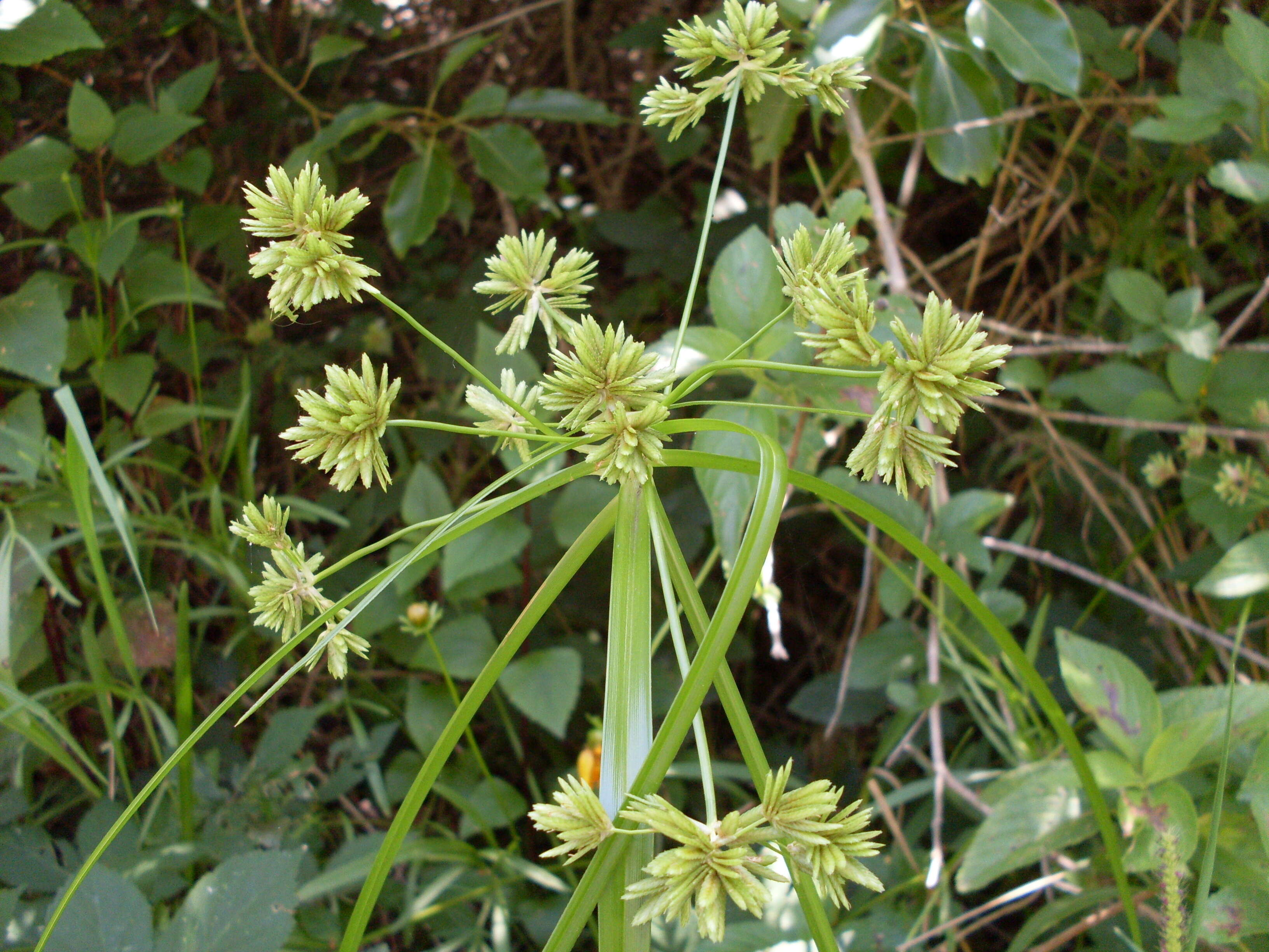 Image of Tall flatsedge