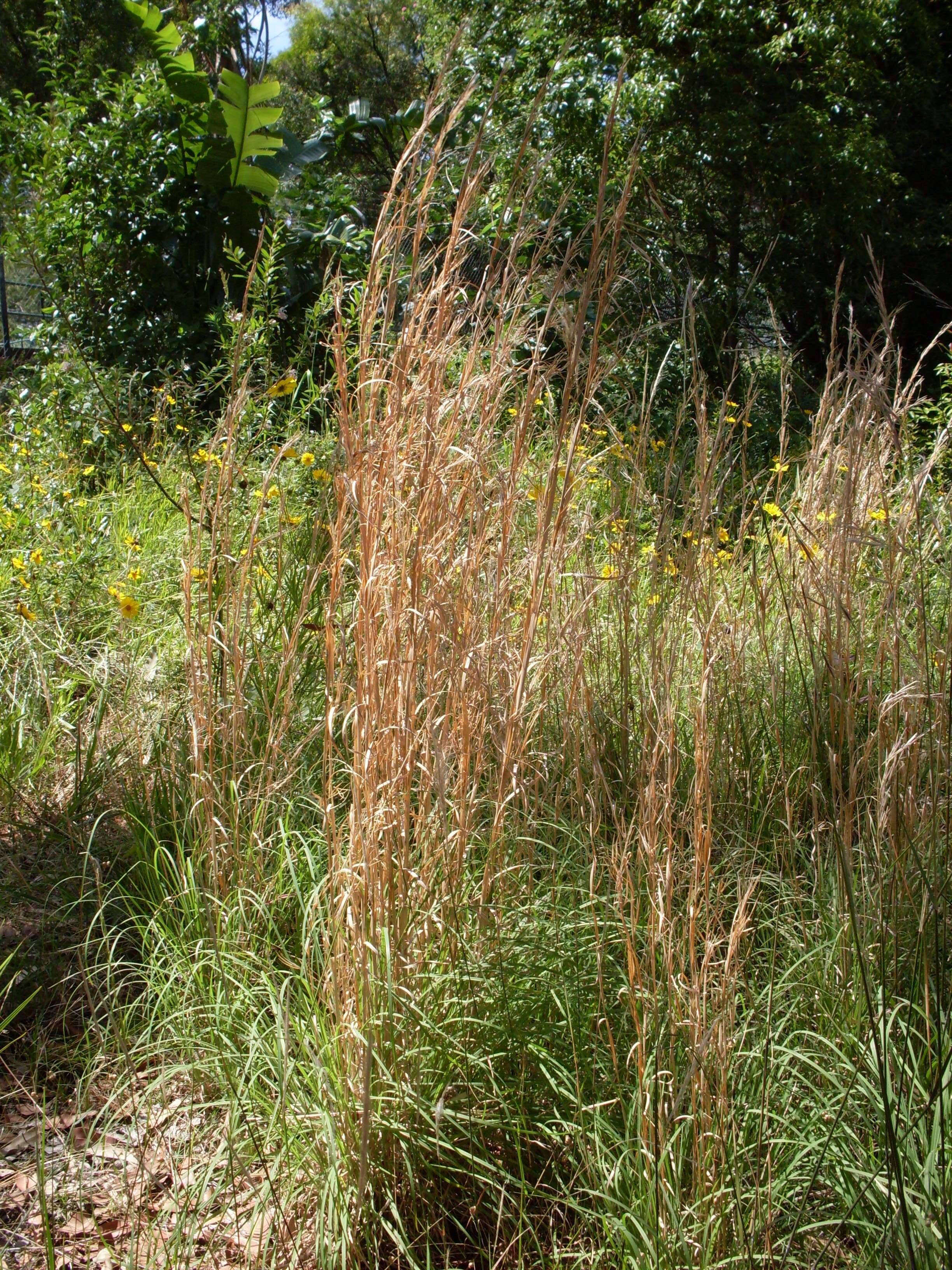 Image of Broomsedge Bluestem