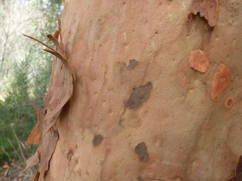 Image of Angophora