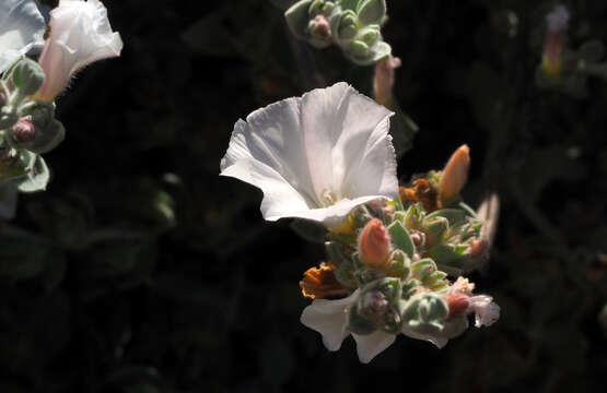 Image of Convolvulus lanatus Vahl