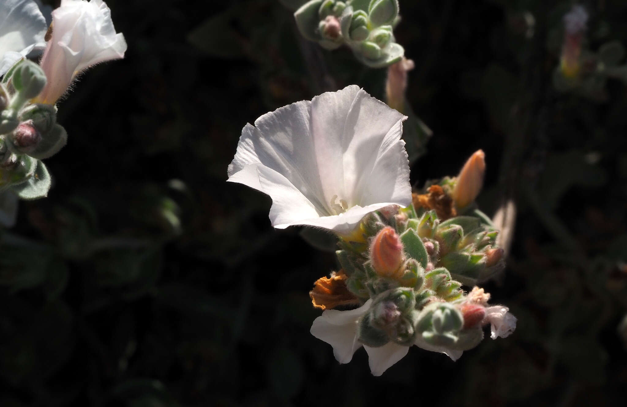 Слика од Convolvulus lanatus Vahl