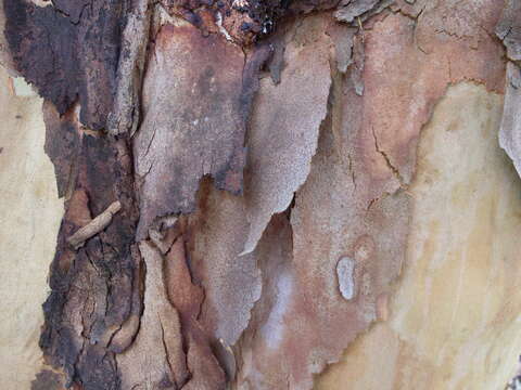 Image of Angophora