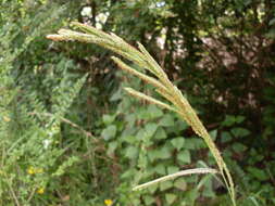 Image of Vasey's grass