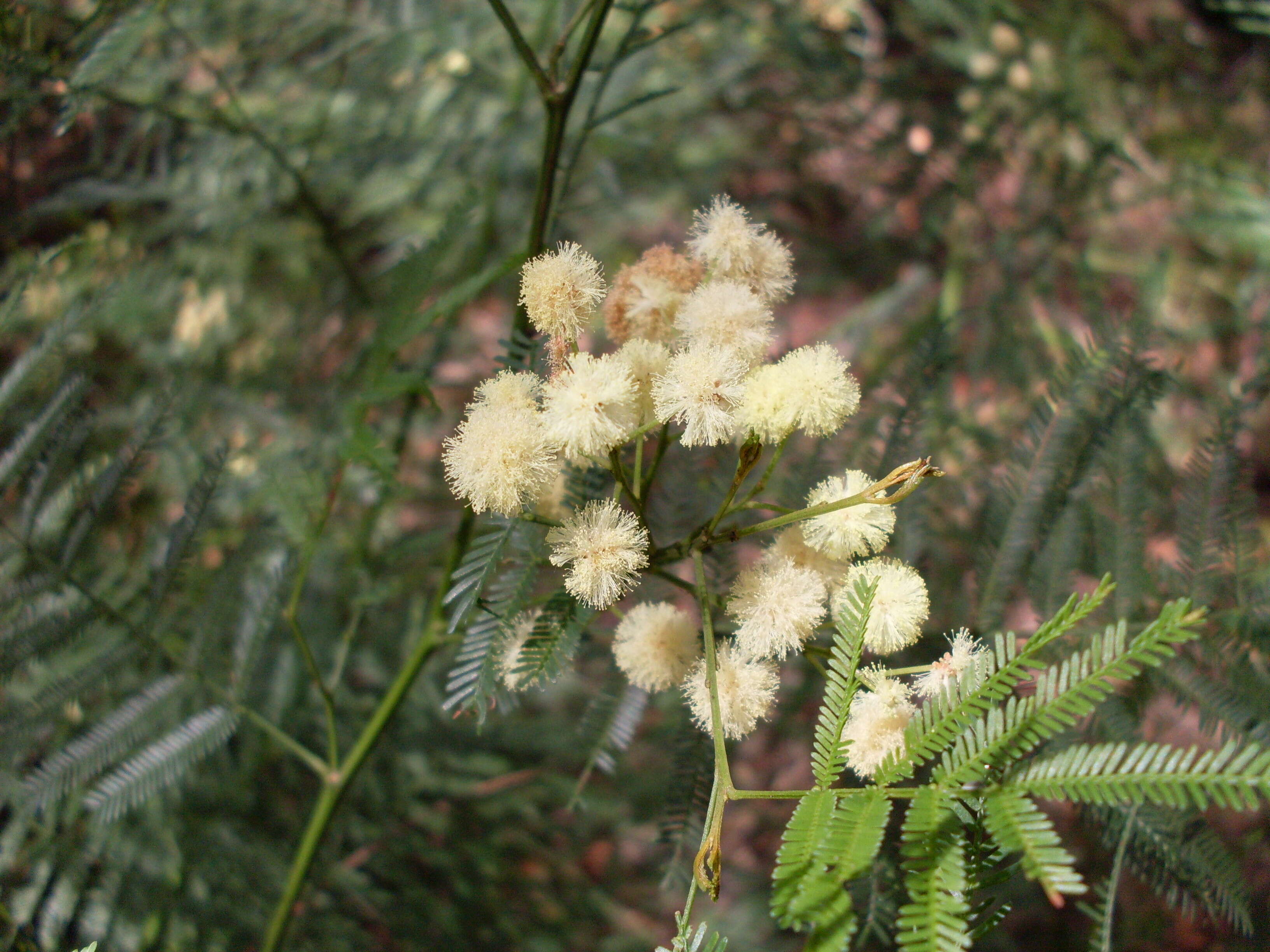 Слика од Acacia parramattensis Tindale