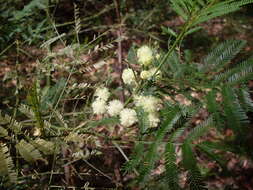 Слика од Acacia parramattensis Tindale