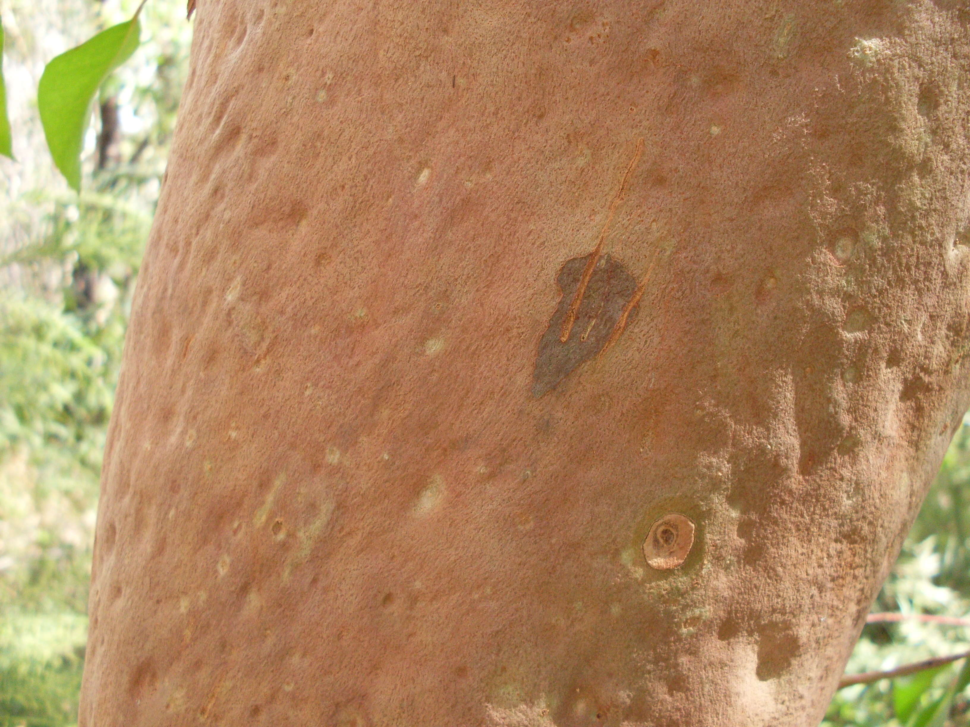 Image of Angophora