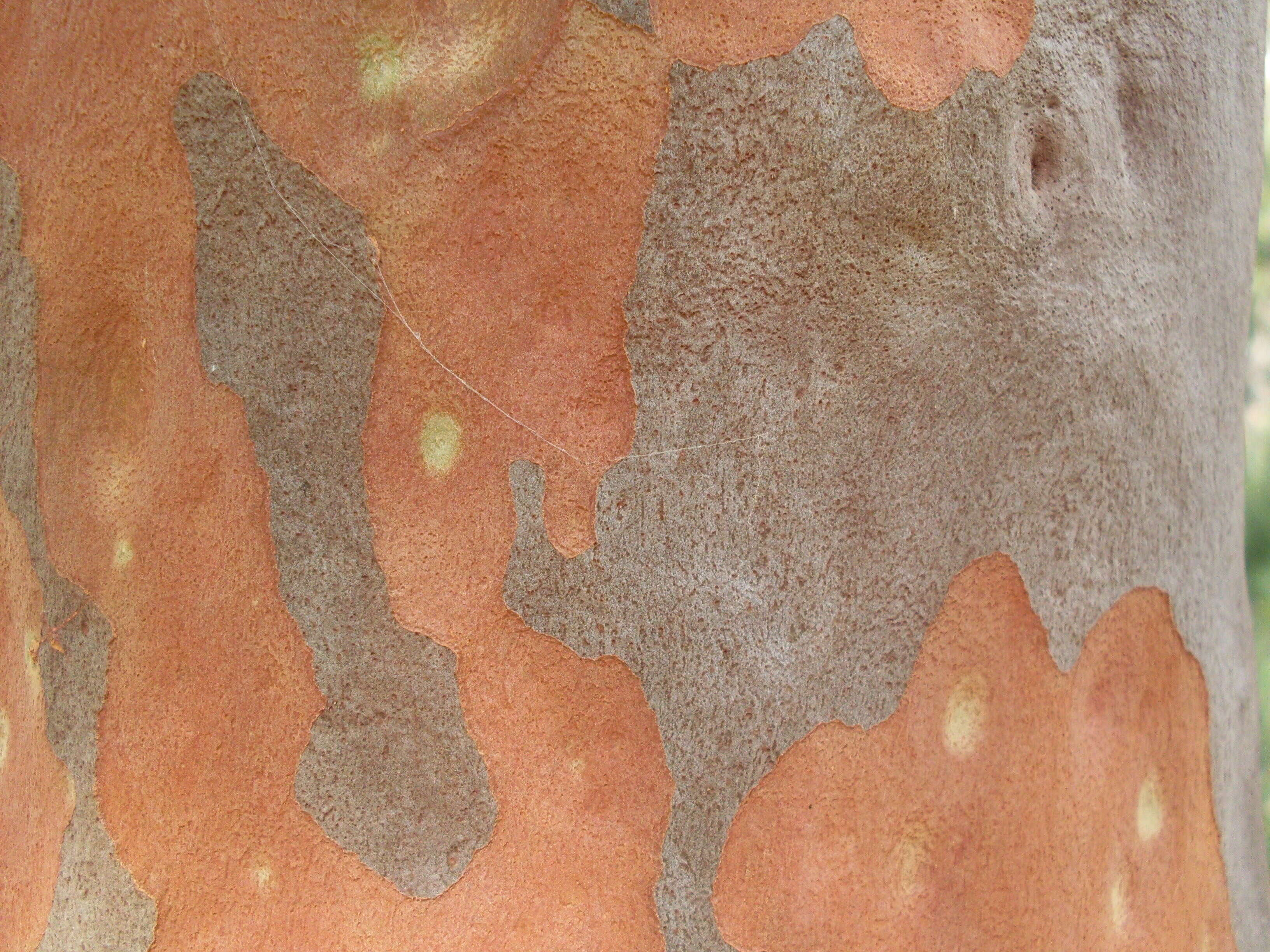 Image of Angophora