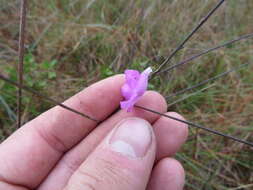 Image of Scale-Leaf False Foxglove