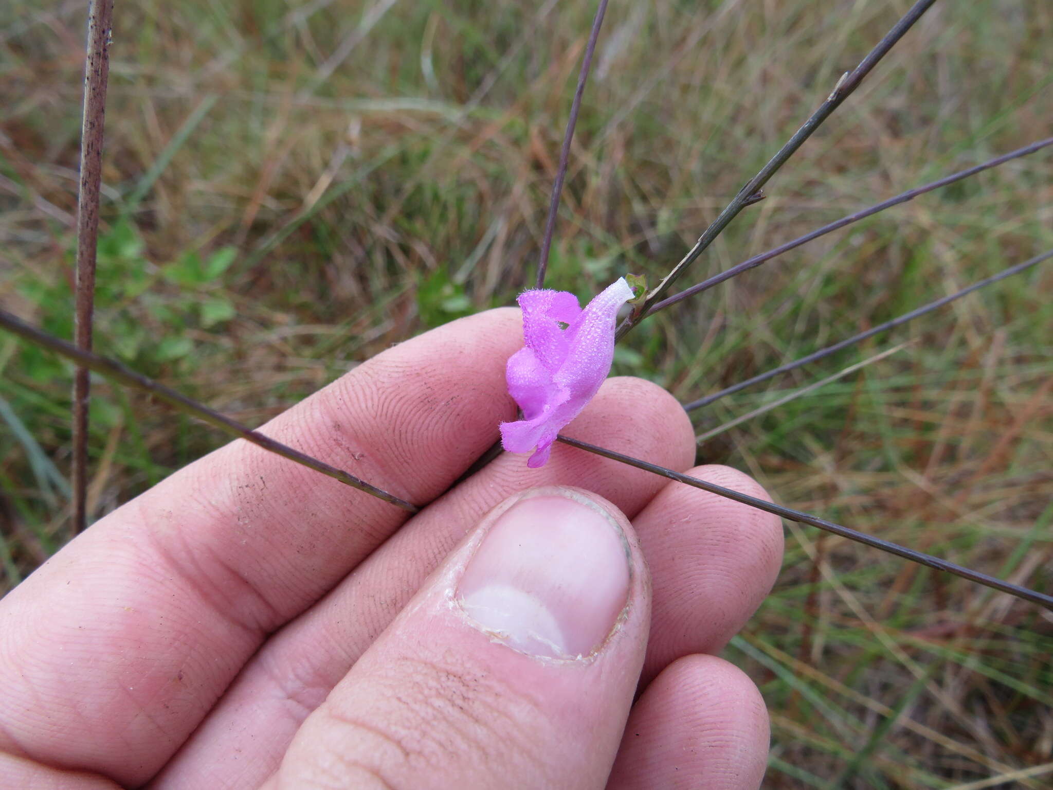 Image of Scale-Leaf False Foxglove