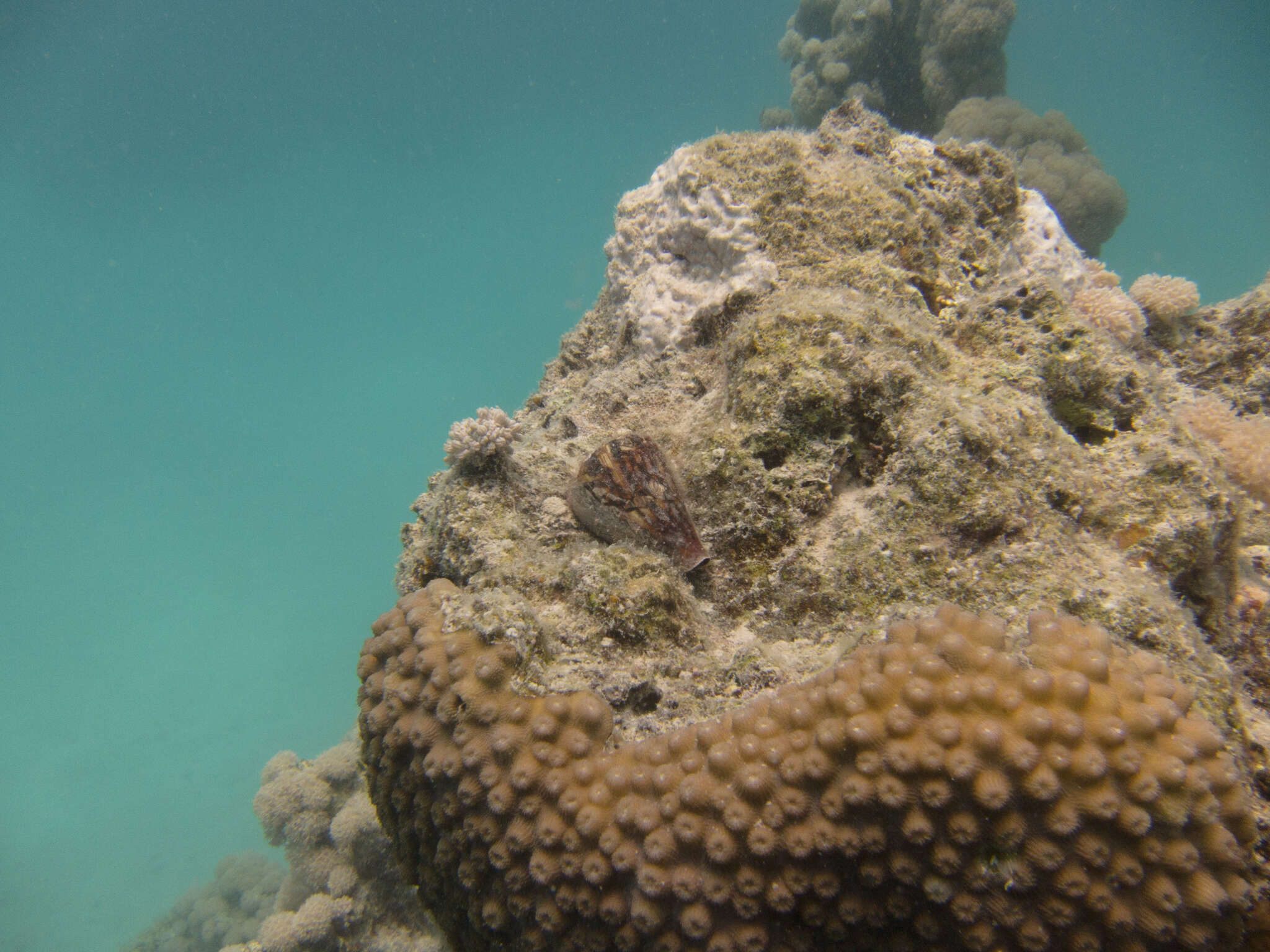 Image of hedgehog coral