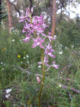 Image of Blotched hyacinth-orchid