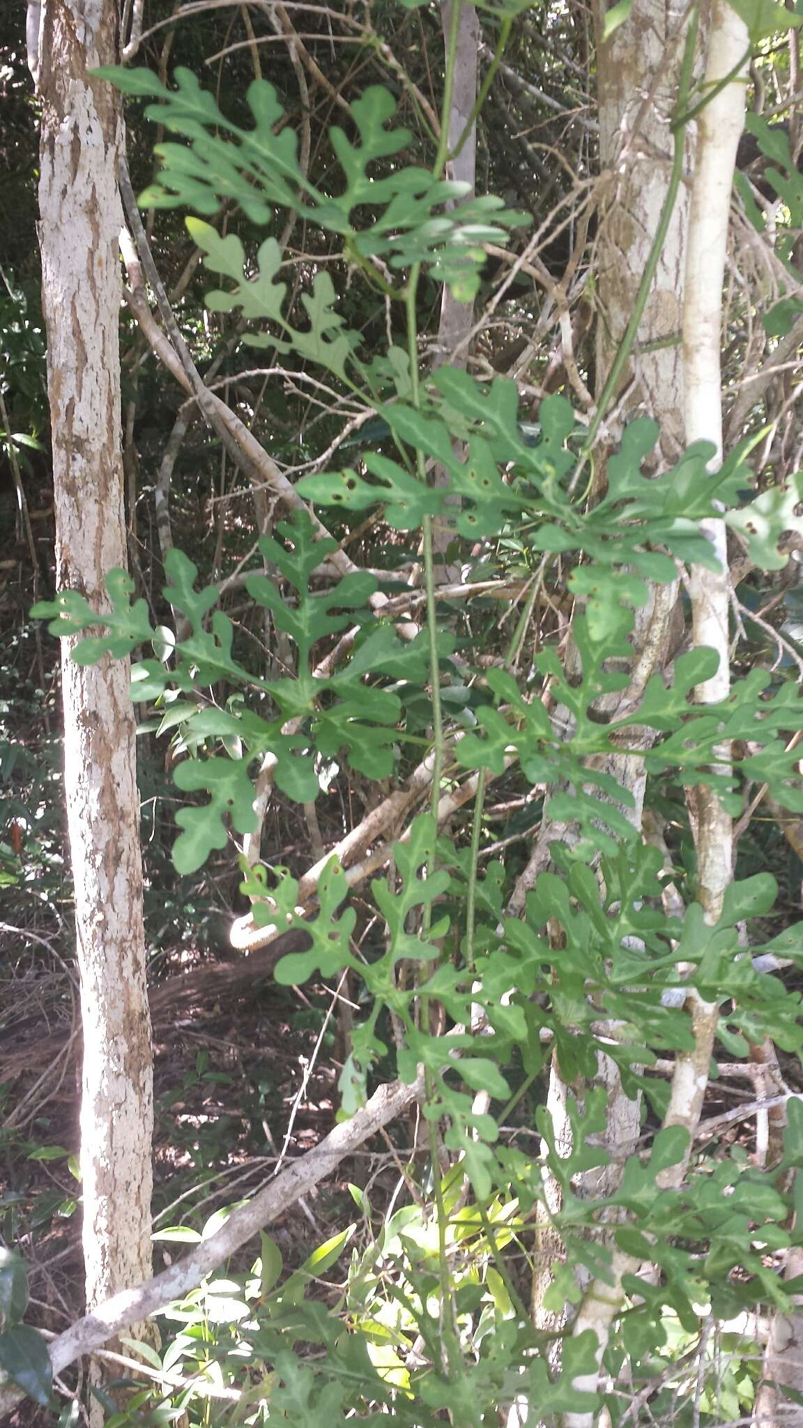 Image of Adenia perrieri Clav.