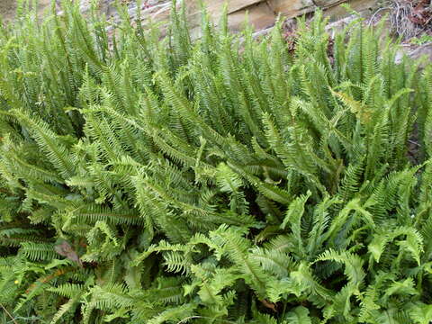 Image of narrow swordfern