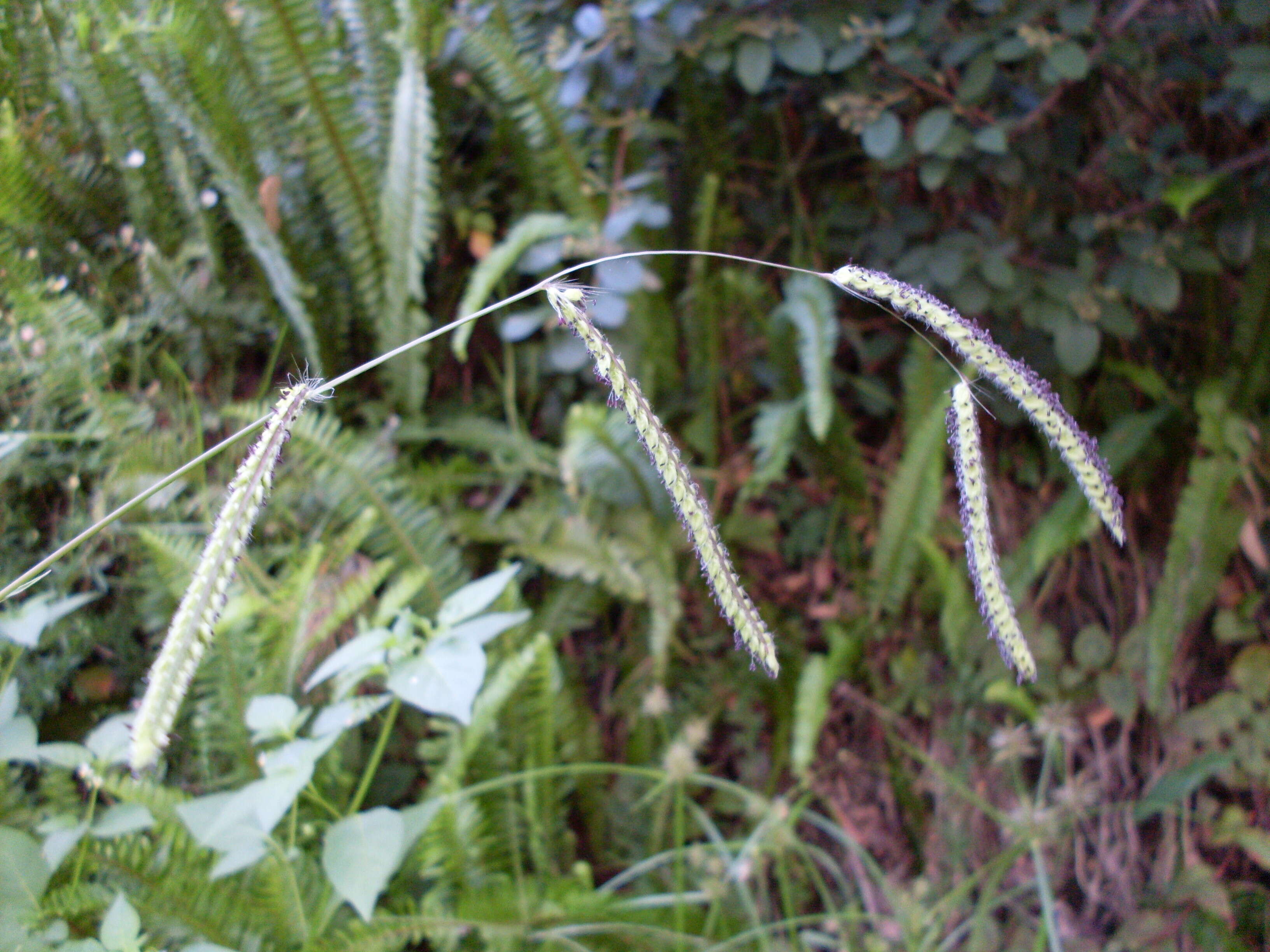 Слика од Paspalum dilatatum Poir.