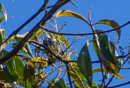 Image of Beryl-spangled Tanager